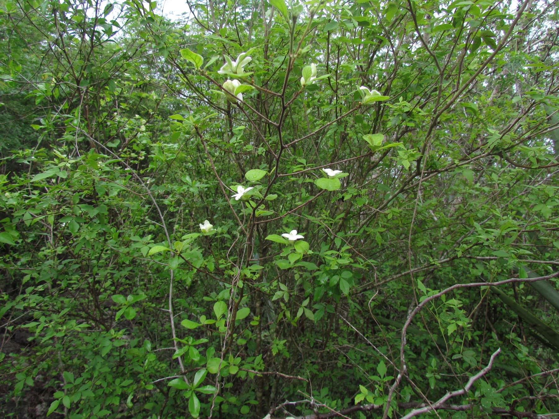 Samyda yucatanensis
